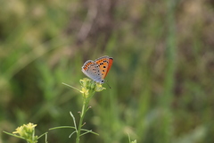 Lycaena thersamon