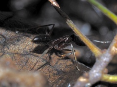 Odontomachus haematodus