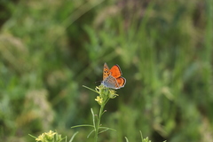 Lycaena thersamon