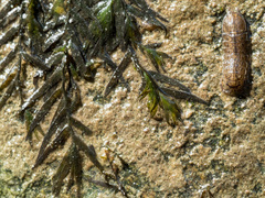 Fissidens fontanus