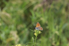 Lycaena thersamon