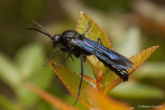Elaphroptera nigripennis