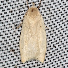Gelechiini