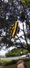 Gasteracantha fornicata