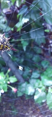 Gasteracantha fornicata