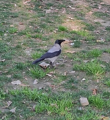 Corvus cornix