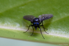 Dasyomma caeruleum