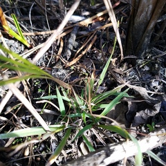 Paspalum caespitosum