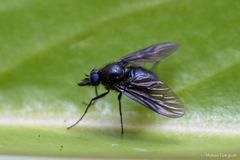 Dasyomma caeruleum