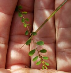 Phyllanthus caroliniensis