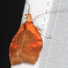 Gelechiini