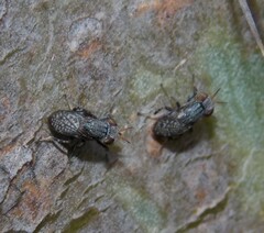 Stictomyia longicornis