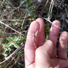 Rhynchospora colorata