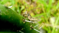 Sphenarium