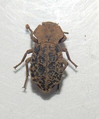 Pelecyphorus