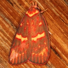 Gelechiini