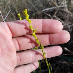 Solidago chrysopsis