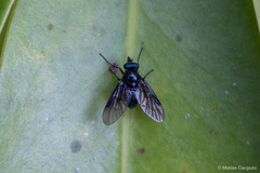 Dasyomma caeruleum
