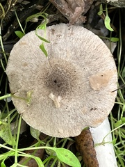 Coprinopsis uliginicola
