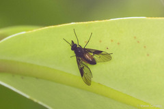 Trichopalpomyia atribasis