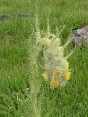 Cirsium funkiae