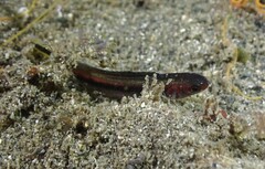 Trachinops taeniatus