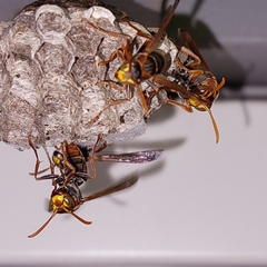 Polistes humilis humilis