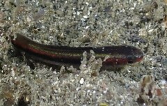 Trachinops taeniatus