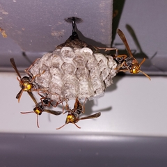 Polistes humilis humilis