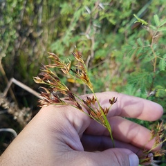 Rhynchospora odorata