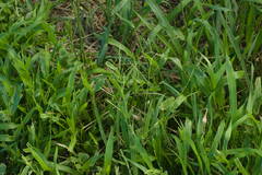 Urochloa plantaginea