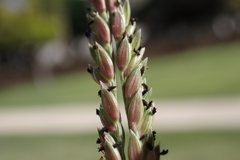 Urochloa glumaris