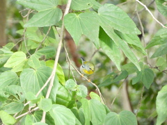 Setophaga americana