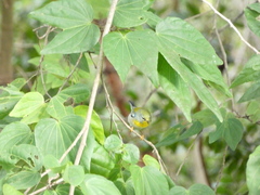 Setophaga americana