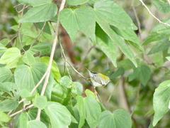Setophaga americana