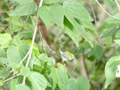 Setophaga americana