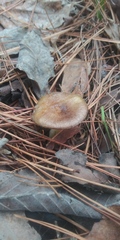Hygrophorus hypothejus