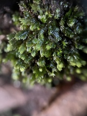 Fissidens