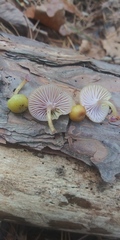 Chromosera