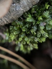 Fissidens