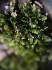 Fissidens