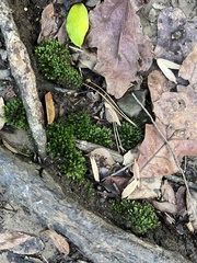 Fissidens