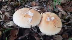 Amanita velosa