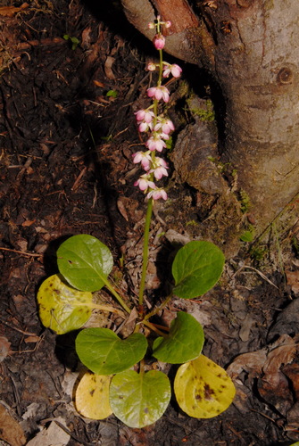 Liverleaf wintergreen (Pyrola asarifolia)
