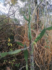 Opuntia karwinskiana