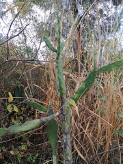 Opuntia karwinskiana