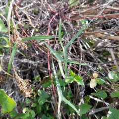 Ipomoea sagittata