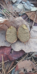 Rhizopogon