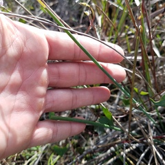 Juncus megacephalus
