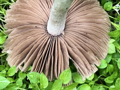 Coprinopsis uliginicola